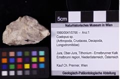 Foto (Objket + Etiketten) von Coelopus sp. 